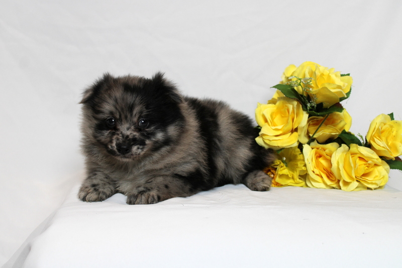 puppy, for, sale, Pomernain, Matthew B. Stoltzfus, dog, breeder, Gap, PA, dog-breeder, puppy-for-sale, forsale, nearby, find, puppyfind, locator, puppylocator, aca